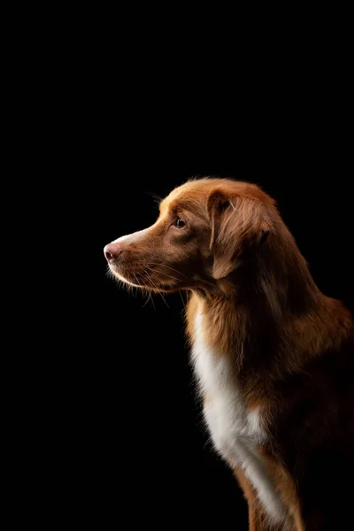 Porträtt av en hund på en svart bakgrund. Nova Scotia Duck Tolling Retriever. PET i studion — Stockfoto