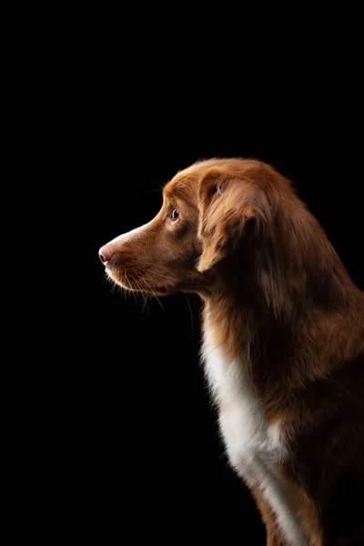 Retrato de un perro sobre un fondo negro. Nova Scotia Duck Tolling Retriever (en inglés). Mascotas en el estudio —  Fotos de Stock