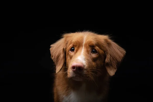 Porträt eines Hundes auf schwarzem Hintergrund. Nova scotia duck Maut-Retriever. Haustier im Studio — Stockfoto