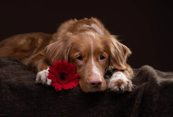 Le chien ment. Nova Scotia Duck Tolling Retriever en studio. Animaux domestiques à l'intérieur — Photo