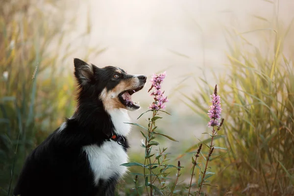 dog bites a flower. Border collie in nature