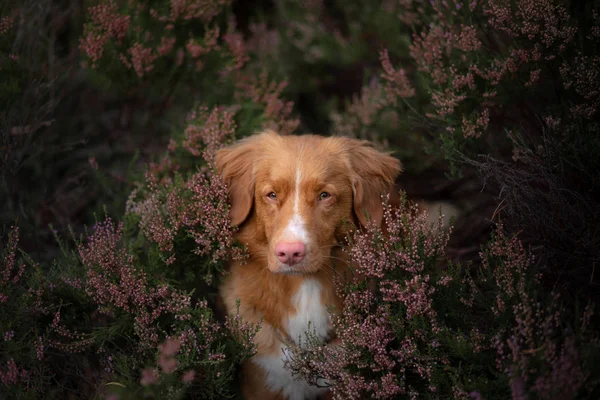 Dog in heather colors. walk with a pet in the forest. Journey — Stock Photo, Image