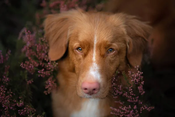 Perro en colores brezo. caminar con una mascota en el bosque. Viaje. — Foto de Stock