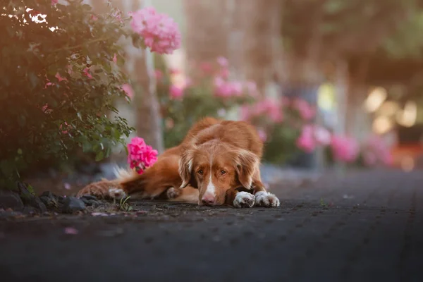 dog in flowers in nature. Nova Scotia duck tolling Retriever in flowerbeds