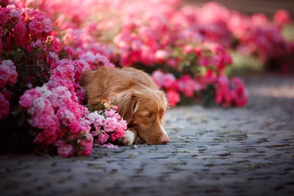 Doğa çiçek köpek. Nova Scotia duck tolling Retriever çiçek — Stok fotoğraf