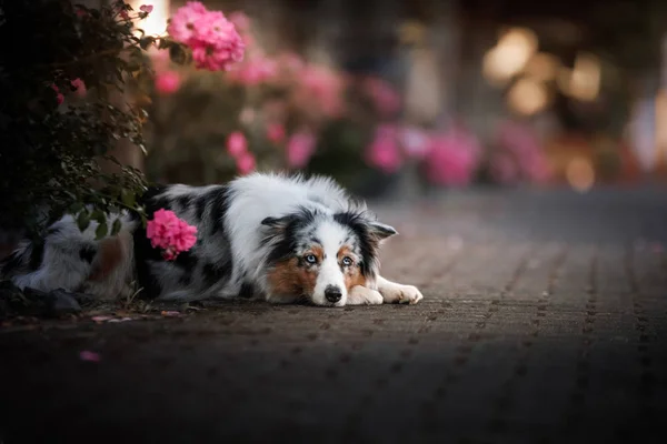 Hund liegt in der Blume. Haustier im Frühling im Freien. Australischer Schäferhund — Stockfoto