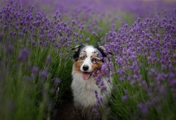 The dog is the Australian shepherd in lavender. Pet in the summer on the nature in — Stock Photo, Image