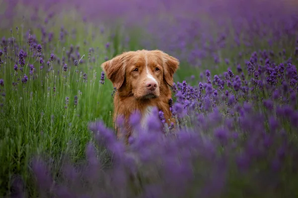 Dog nova scotia duck Maut Retriever in Lavendel. Haustier im Sommer in der Natur — Stockfoto