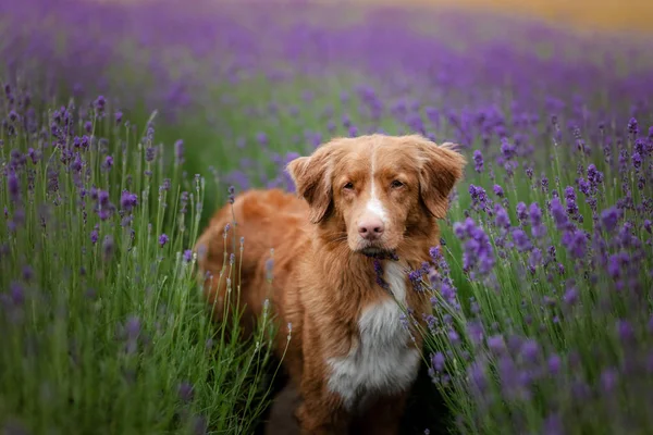 Cão Nova Scotia pato pedágio Retriever em lavanda. Pet no verão sobre a natureza em — Fotografia de Stock