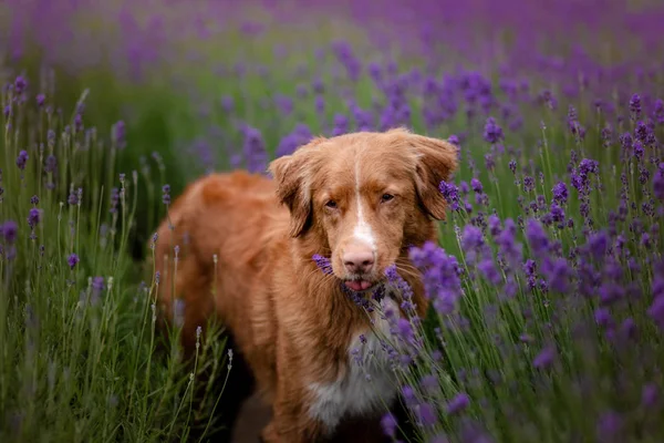 Dog Nova Scotia duck tolling Retriever in lavender. Pet in the summer on the nature in — Stock Photo, Image