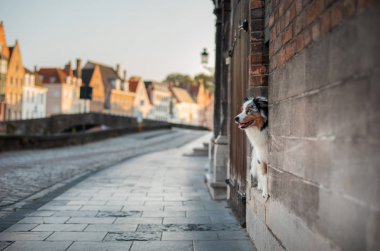 Şehirdeki köpek. Bir yürüyüş için evde beslenen hayvan. itaatkâr Avustralyalı çoban