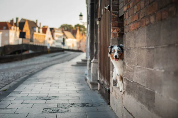 Kutya a városban. Kisállat séta. engedelmes ausztrál juhászkutya — Stock Fotó