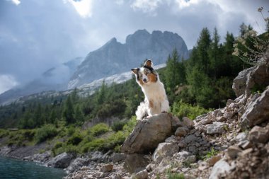 Dağlarda bir köpek bir kayada duran ve doğa arıyorum. A evde beslenen hayvan ile seyahat. Mutlu Avustralyalı çoban.