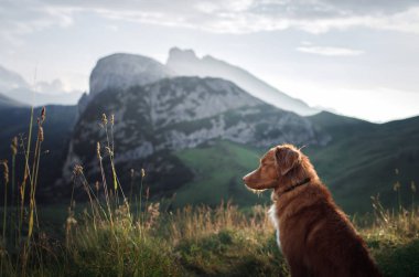 köpek dağlarda kayanın üzerinde duran ve doğa arıyorum. A evde beslenen hayvan ile seyahat. Nova Scotia Duck Tolling Retriever