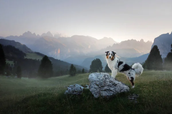 Ein Hund in den Bergen steht auf einem Felsen und betrachtet die Natur. Reisen mit einem Haustier. glücklicher australischer Schäferhund. — Stockfoto