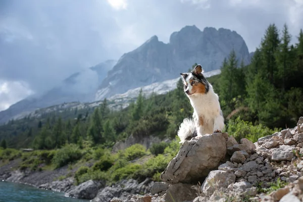 Ein Hund in den Bergen steht auf einem Felsen und betrachtet die Natur. Reisen mit einem Haustier. glücklicher australischer Schäferhund. — Stockfoto