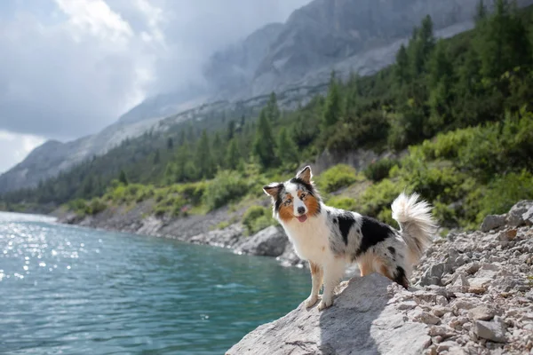 A dog in the mountains is standing on a rock and looking at nature. Travel with a pet. Happy Australian Shepherd. — Stock Photo, Image