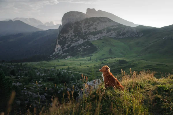 Dog in the mountains is standing on a rock and looking at nature. Travel with a pet. Nova Scotia Duck Tolling Retriever — Stock Photo, Image