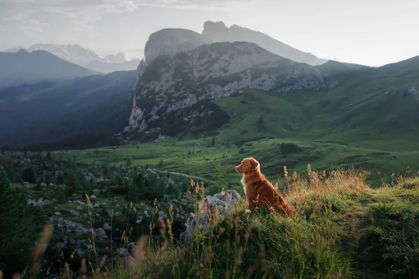 Cane in montagna è in piedi su una roccia e guardando la natura. Viaggia con un animale domestico. Nuova Scozia Duck Tolling Retriever — Foto Stock