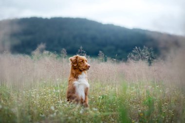köpek doğa alanında. Bahar bir yürüyüş için evde beslenen hayvan