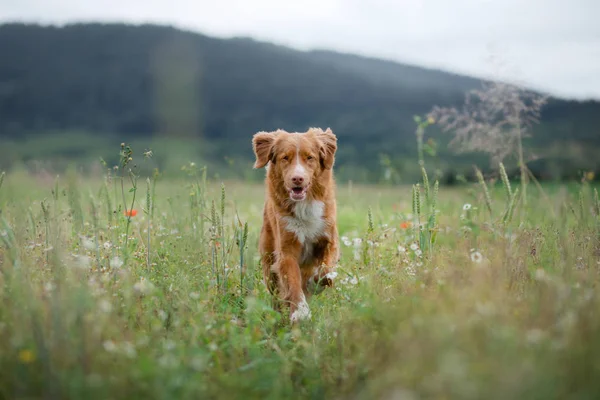 Cão no campo na natureza. animal de estimação na primavera para um passeio — Fotografia de Stock