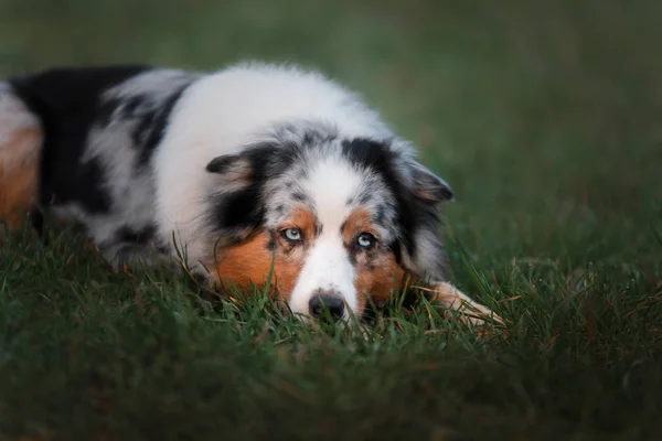 O cão está na relva. Pastor australiano na natureza . — Fotografia de Stock