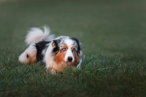 Il cane giace nell'erba. Pastore australiano in natura . — Foto Stock