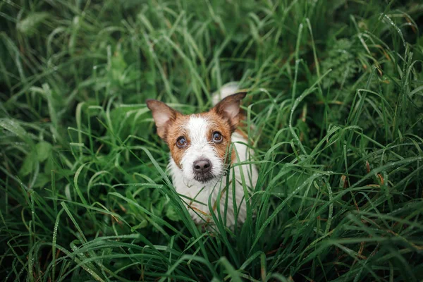 El perro gracioso mira hacia fuera. Jack Russell Terrier en la hierba mojada, arriba. Mascota feliz — Foto de Stock