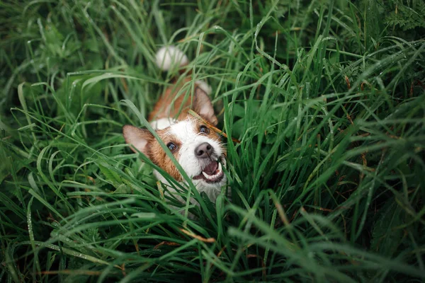 Drôle de chien regarde dehors. Jack Russell Terrier dans l'herbe humide, en haut. heureux animal de compagnie — Photo