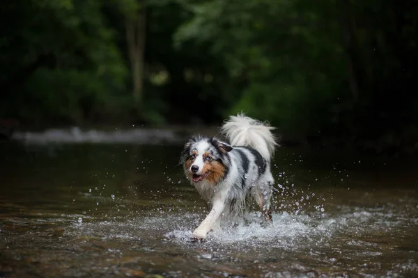 Hunden går på vatten, skakar bort. Glada husdjur. Australian Shepherd — Stockfoto