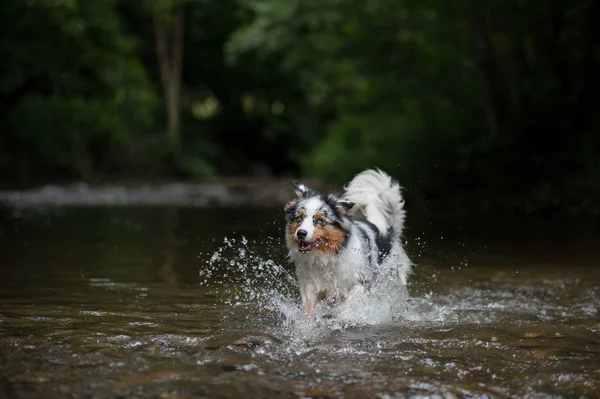 Der Hund läuft auf dem Wasser, schüttelt ab. glückliches Haustier. Australischer Schäferhund — Stockfoto