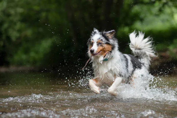 El perro corre sobre el agua, se sacude. Feliz mascota. Pastor australiano — Foto de Stock