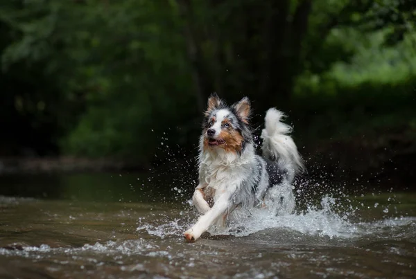 Il cane corre sull'acqua, si scuote. Felice cucciolo. Pastore australiano — Foto Stock