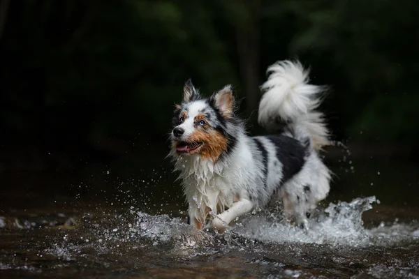 Pes běží na vodě, otřesy vypnuto. Šťastné zvíře. Australský ovčák — Stock fotografie