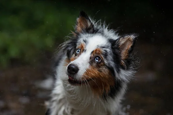 The dog runs on water, shakes off. Happy pet. Australian Shepherd — Stock Photo, Image