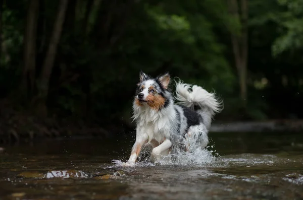 犬は、水、とれるで実行されます。ハッピー ペット。オーストラリアン ・ シェパード — ストック写真