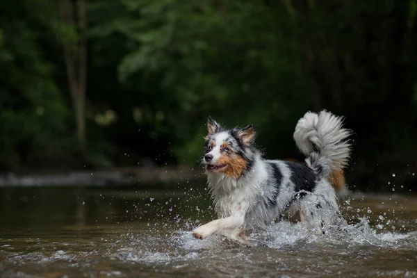 Der Hund läuft auf dem Wasser, schüttelt ab. glückliches Haustier. Australischer Schäferhund — Stockfoto