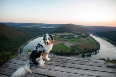 dog sits and looks into the precipice. Pet in the mountains. Travel dog. Australian Shepherd clipart