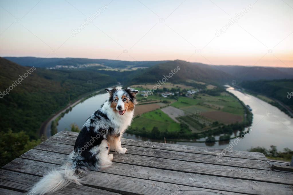 dog sits and looks into the precipice. Pet in the mountains. Travel dog. Australian Shepherd