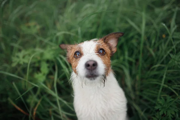Pes v trávě, Foto shora v přírodě. Roztomilý Jack Russell teriér — Stock fotografie