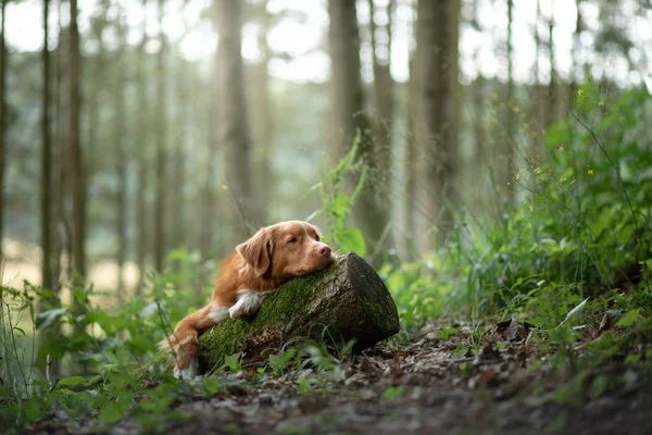 Cão na floresta, andar com um animal de estimação. Humor de primavera — Fotografia de Stock