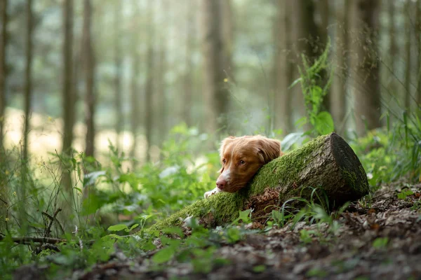 Hond in het bos, wandelen met een huisdier. Lente stemming — Stockfoto