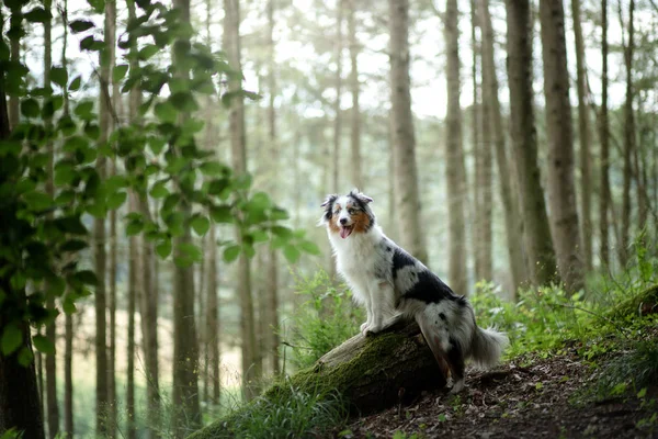 Ormanda köpek, Evcil hayvan ile yürüme. Bahar ruh hali — Stok fotoğraf