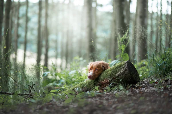 Cão na floresta, andar com um animal de estimação. Humor de primavera — Fotografia de Stock