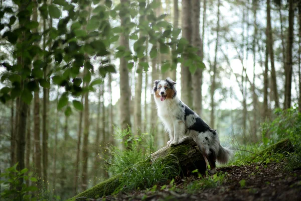 숲에서 개는 애완 동물과 함께 산책. 봄 분위기 — 스톡 사진