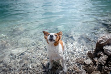 küçük köpek jack russell terrier bir dağ gölü içinde. Köpek, evde beslenen hayvan doğa içinde seyahat