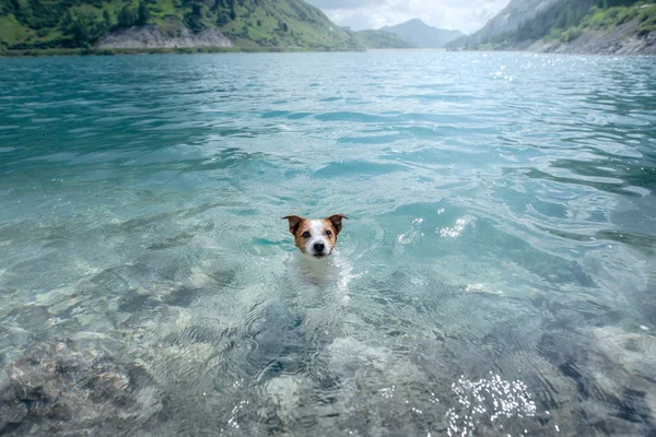 Hondje jack russell Terriër in een bergmeer. Reizen hond, huisdier in de natuur — Stockfoto