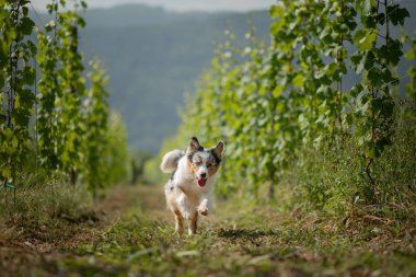 Doğada Avustralya çoban köpeği. Bağ köpek. Evde beslenen hayvan, sağlıklı yaşam biçimi, seyahat,