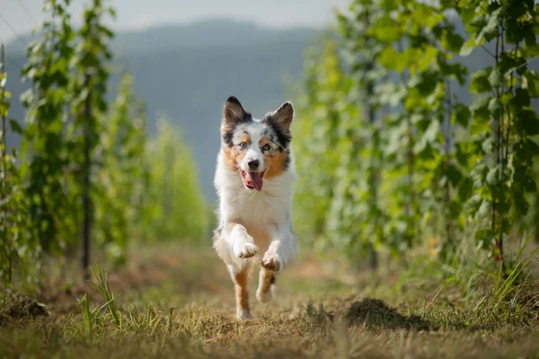 Australian Shepherd in nature. Dog in the vineyard. Pet, healthy lifestyle, travel,