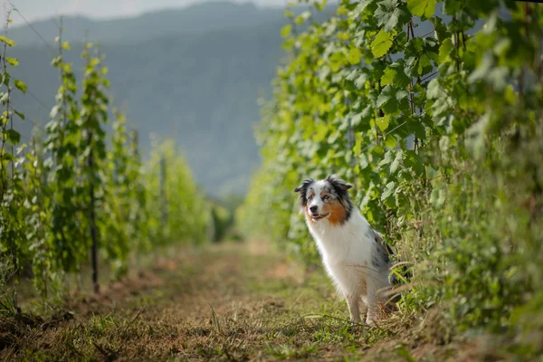 Australian Shepherd in nature. Dog in the vineyard. Pet, healthy lifestyle, travel,